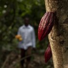 7 de julio, Día Mundial del Cacao