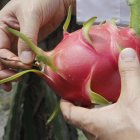 En el 2024, la fruta se exportó a 20 destinos, según Agrocalidad.