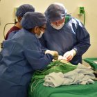 El Municipio ofrece cirugías para esta condición de forma gratuita.