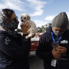 En un operativo realizado en el mercado Las Cuadras se encontraron perros y gatos en condiciones preocupantes.