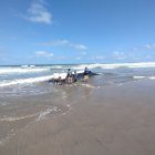 El Ministerio de Ambiente se pronunció sobre las denuncias de una ballena cerca en Engabao.