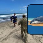 Colectivos denuncian la muerte de una ballena jorobada en el sector de Engabao.