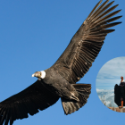 El majestuoso cóndor andino, emblema del escudo de Ecuador, enfrenta una alarmante disminución de su población silvestre