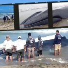 La muerte de una ballena jorobada en Playas ha generado una ola de críticas contra el Ministerio del Ambiente, que asegura haber desplegado todos los esfuerzos de rescate.