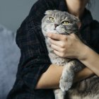 Los gatos no eligen al azar: ciencia revela por qué prefieren a ciertas personas