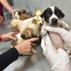 Entre las alertas recibidas, los casos de maltrato de animales son las más frecuentes en Guayaquil.