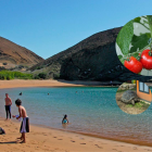 Tomates silvestres crecen en suelos volcánicos de Galápagos, donde han recuperado compuestos químicos perdidos hace milenios.