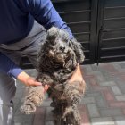 Chiqui, una perrita de 19 años, fue rescatada por la Unidad de Bienestar Animal tras ser hallada en condiciones críticas de abandono y descuido prolongado.