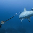 Rastreo a una tiburón martillo en Galápagos desvela posible migración a Panamá para parir.