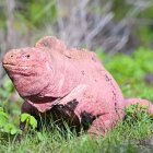 La iguana rosada es una especie en peligro crítico de extinción.