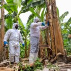 La Prefectura del Guayas tiene brigadas haciendo el censo agrícola e identificando los focos del moko.