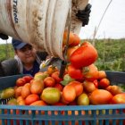 Un agricultor mexicano en una cosecha de Jitomate