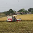 En el primer trimestre de 2025 las ventas de este grano alcanzaron alrededor de 20.000 toneladas.
COSECHA AG-PERIODISTA AG-GRANASA