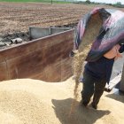 El trabajo en la cosecha de arroz.