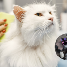 Cepillar regularmente a los gatos ayuda a reducir el pelo en el hogar y mejora su salud y bienestar general