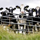 Fotografía de vacas pastando en una granja lechera en Spaarndam (Holanda).