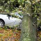 En caso de que un árbol cae sobre propiedad privada existen caminos legales a seguir