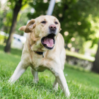 Si un perro ataca a una persona esta puede tomar acciones legales