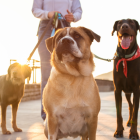 Los dueños son responsables de las acciones de las mascotas en todo momento