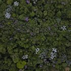 Fotografía aérea de archivo de un sector del bosque tropical Mata Atlántica, en la Reserva Tangará, en el municipio de Mauá (Brasil).