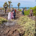 Voluntarios levantan toneladas de basura de las playas, cada año.