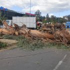 El árbol cayó en la av. Interoceánica, una vía que cocenta Quito con Tumbaco.