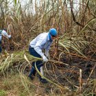 Cosecha. El corte de la caña de azúcar se inicia en julio y se extiende hasta diciembre del mismo año.