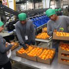Fruta. Ecuador exportó por primera vez un contenedor de la mandarina de la variedad Tango a EE. UU.