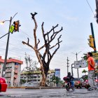 Hay todavía árboles muertos que se alzan en varias zonas de la urbe porteña.