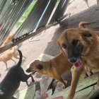 Los perros rescatados quedaron sin refugio tras el remolino que destruyó el albergue Lucky Bienestar Animal en Quito.