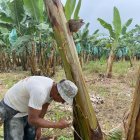 La provincia más afectada es Los Ríos, mientras que en Guayas se confirmó el único foco activo, ubicado en Tenguel.