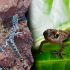 La salamanquesa fue hallada viva tras más de una década sin registros en la isla Rábida