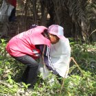Voluntarios recogen plásticos del manglar.