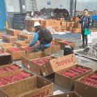 Los cangrejos vivos que se detectan en el aeropuerto de Quito.