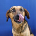 Este sábado 26 de julio, ven a la brigada de adopción en el Parque Cumbayá.
Ayuda a que un animal de compañía a que encuentre un hogar.