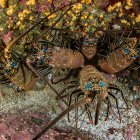 Los "malos" ya no se pueden escapar: los satélites delatan los buques de pesca ilegal