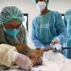 Ayuda. Decenas de animales son tratados todos los meses en las instalaciones de este hospital.