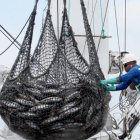 Tunacons, pionero en el uso de “plantados” ecológicos para una pesca de atún más responsable.