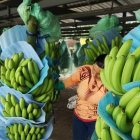 La deuda en firme de la exportadora, según la entidad recaudadora, cayó a $ 21, 7 millones.