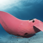 La única mantarraya rosa conocida en el mundo, apodada Inspector Clouseau, fue captada nadando cerca de la isla Lady Elliot, Australia.