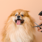 Elegir una buena alimentación para tu mascota no solo prolonga su vida, también mejora su calidad, empezando por lo que más se ve: su piel y su pelo.