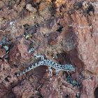 Salamanquesa es redescubierta en la isla Rábida del archipiélago.