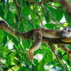 Este corredor brinda rutas esenciales para que jaguares, tapires amazónicos, monos lanudos y otras especies.