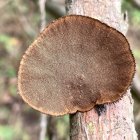 UTPL descubre 47 especies de hongos en Arenillas: alerta por el bosque seco tropical en riesgo