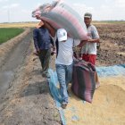 La cosecha de arroz en la provincia del Guayas.
