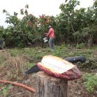 En 2024, la superficie plantada de cacao a nivel nacional fue de 612.453 hectáreas. La producción se concentra en la provincia de Los Ríos con el 30,4 %, según el INEC.