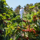 Agricultores advierten que redadas de Trump amenazan seguridad alimentaria de EEUU.