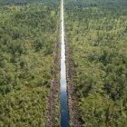 Aporte. Las turberas almacenan alrededor del 44% de todo el carbono cautivo en el suelo.