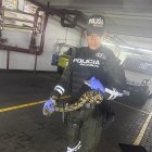 La serpiente paseaba entre las ruedas de un automotor.