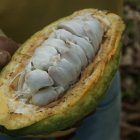En 2024, los productores de cacao destinaron $ 25 millones para servicios de custodia y seguridad, según la Anecacao (foto referencial).
